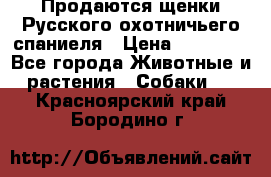Продаются щенки Русского охотничьего спаниеля › Цена ­ 25 000 - Все города Животные и растения » Собаки   . Красноярский край,Бородино г.